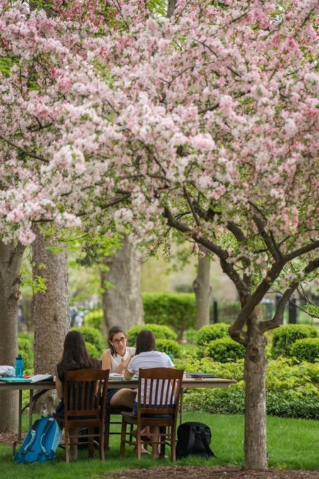 Students studying outside under a tree in spring.